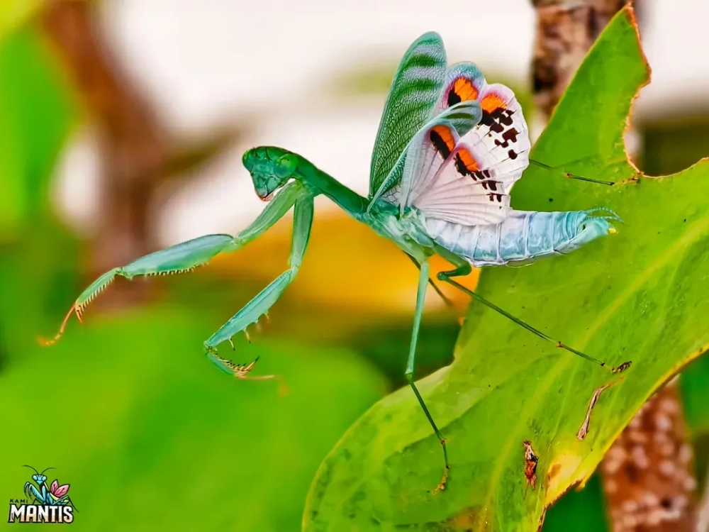 Chân dung bọ ngựa ngầu nhìn thẳng vào ống kính macro