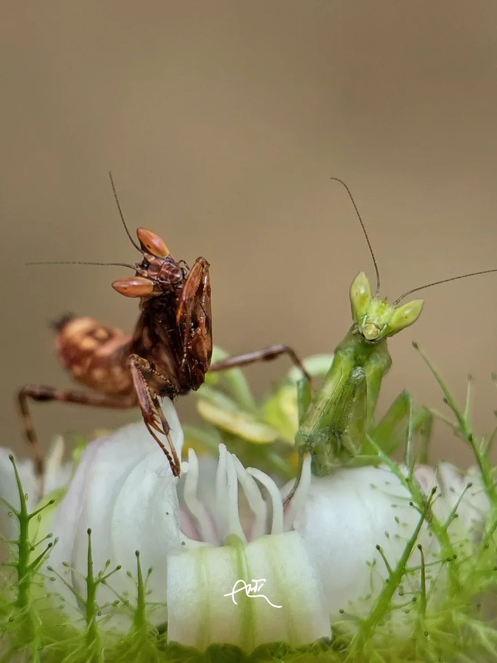 Bọ ngựa rình mồi kiên nhẫn trong bụi rậm xanh