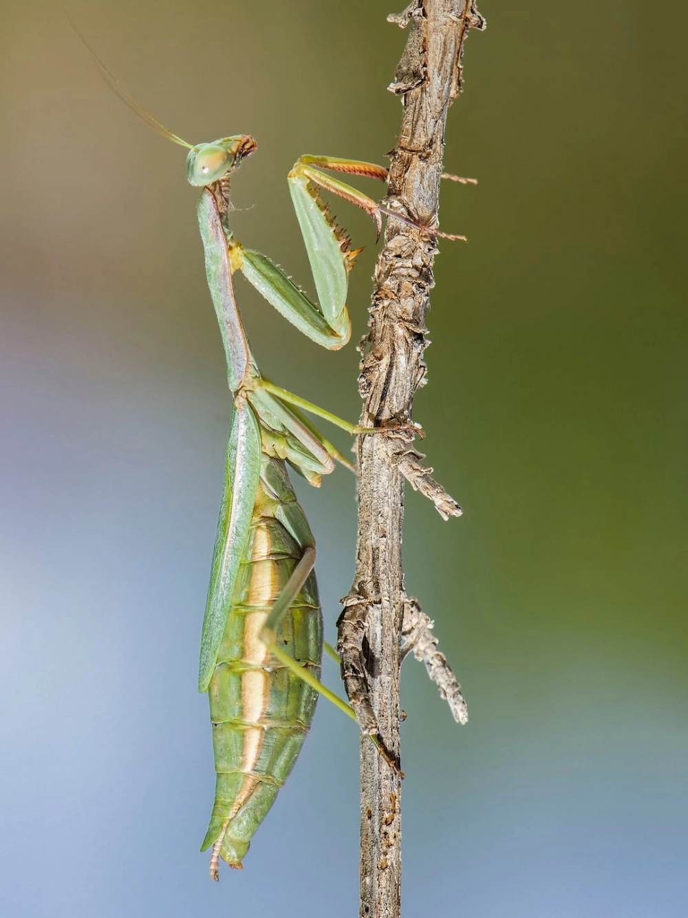 Cảnh tượng thiên nhiên bọ ngựa ăn thịt bạn tình sau khi giao phối