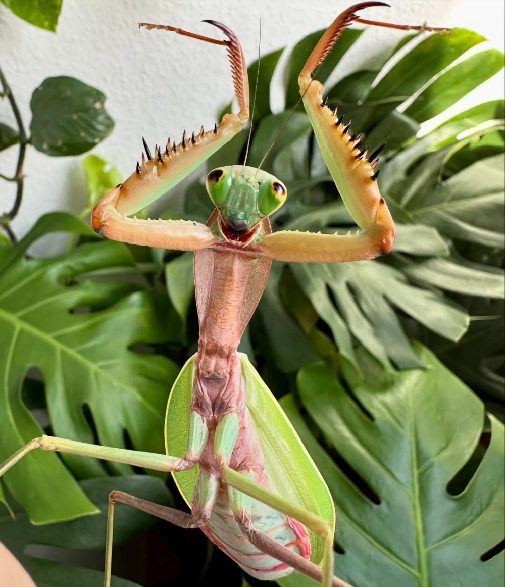 Hiệu ứng mắt bọ ngựa ban đêm phản chiếu ánh sáng đèn flash