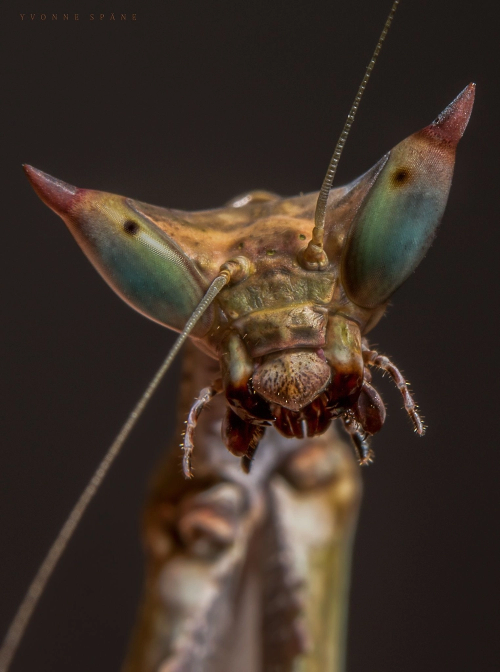 Góc chụp macro siêu cận cảnh chân có gai của bọ ngựa