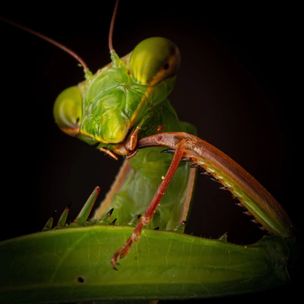 Hình ảnh bọ ngựa lá khô hòa mình vào môi trường tự nhiên