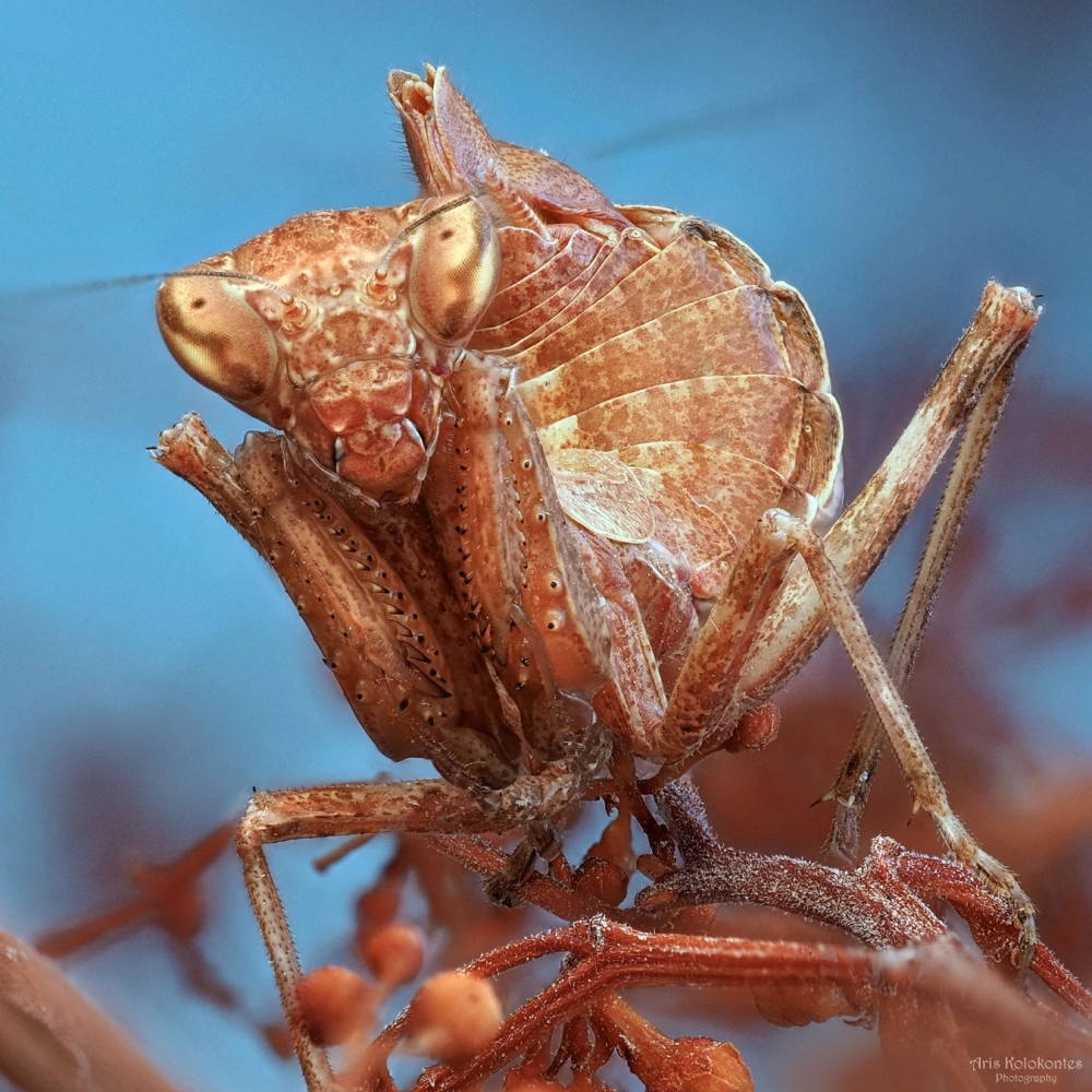 Vẻ đẹp kiêu sa của bọ ngựa phong lan (orchid mantis) trên cánh hoa