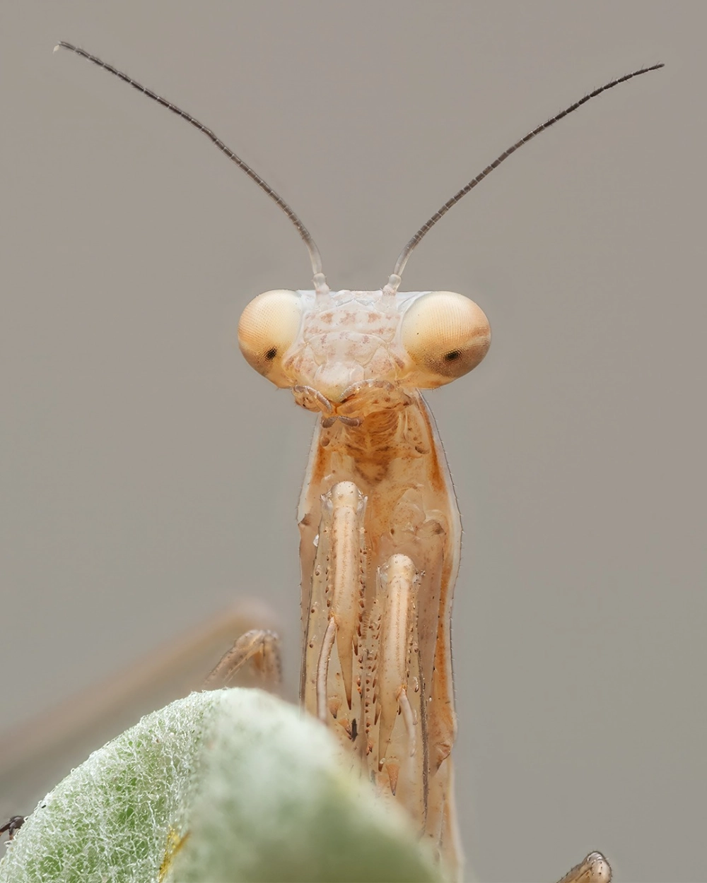 Tư thế bọ ngựa trừ tà giương càng đe dọa kẻ thù