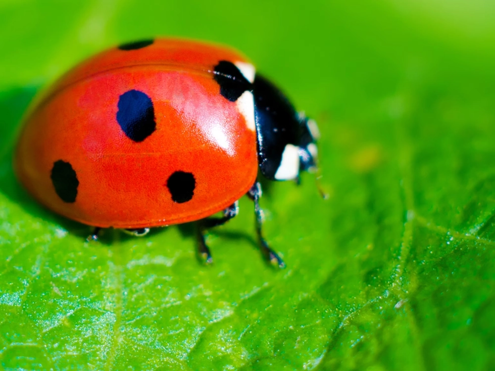 Hình ảnh bọ rùa nhung với lớp lông mịn màng lạ mắt