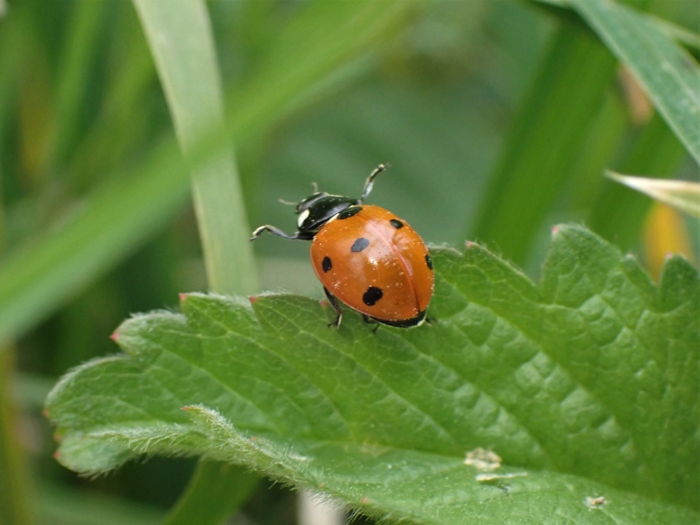 Khoảnh khắc bọ rùa bay xòe cánh lộ lớp cánh lụa bên trong