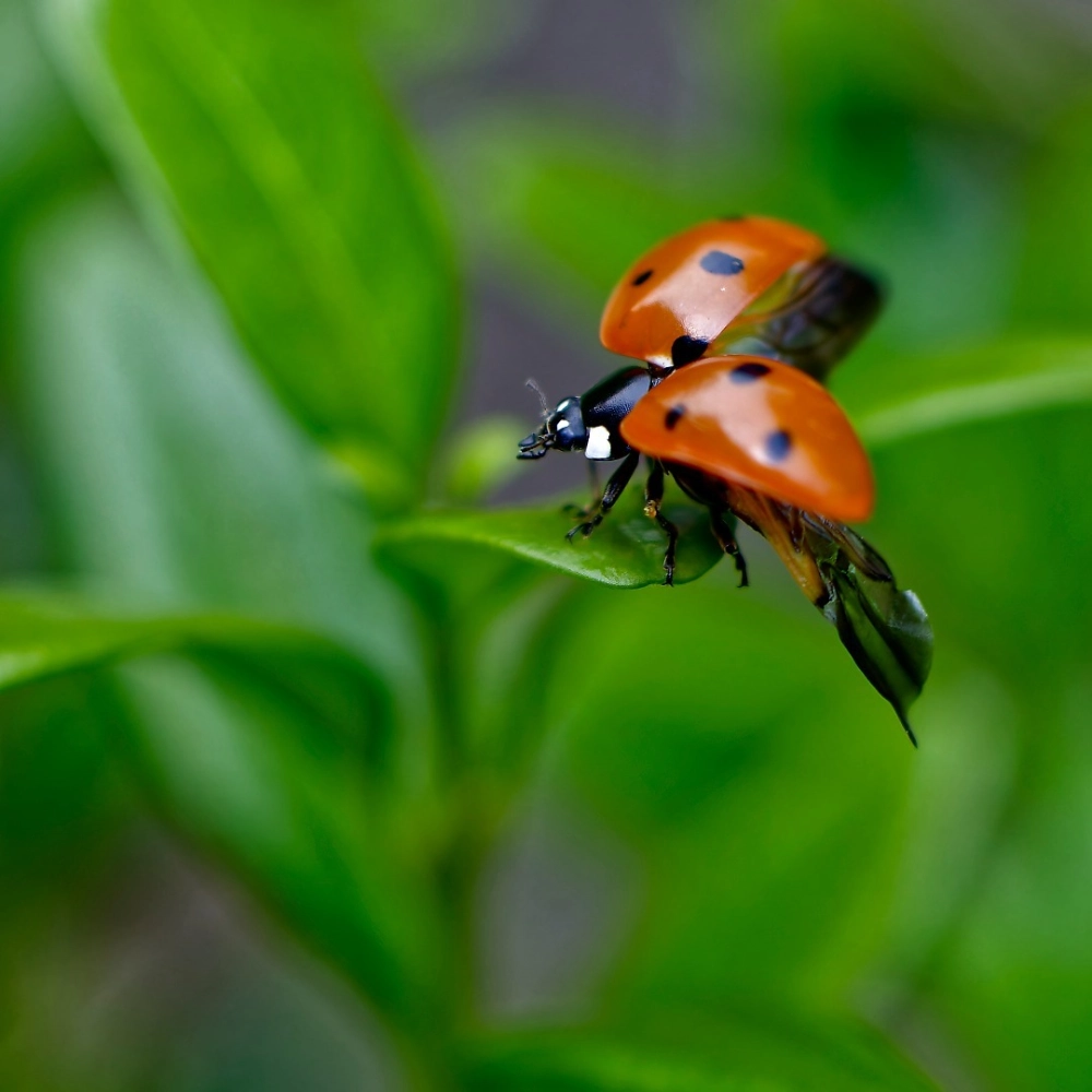 Biểu tượng bọ rùa may mắn đậu trên cỏ 4 lá