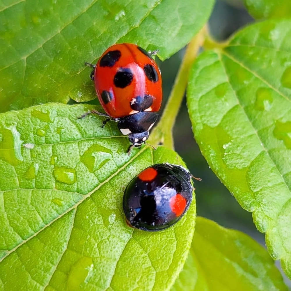 Chú bọ rùa đỏ chấm đen đậu trên ngón tay người cực thân thiện