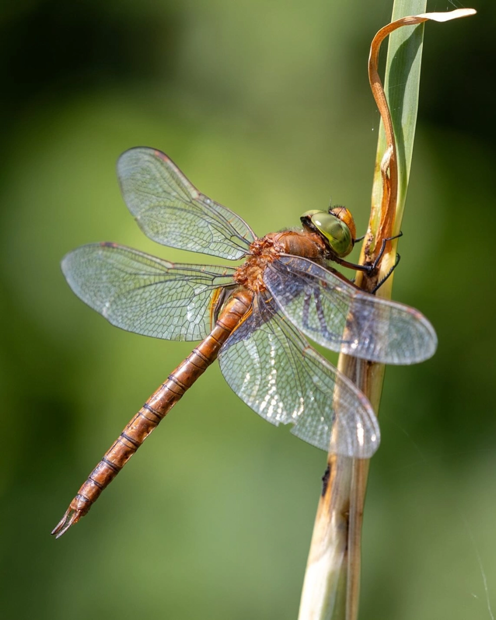 Chú chuồn chuồn ngô dũng mãnh đang săn mồi trong tự nhiên