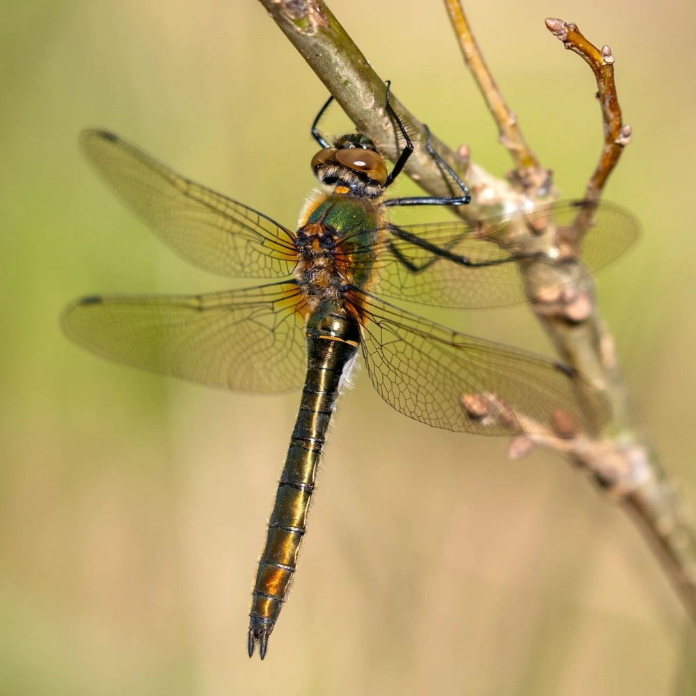 Ảnh macro chuồn chuồn đứng trên cành cây ngược sáng ấn tượng