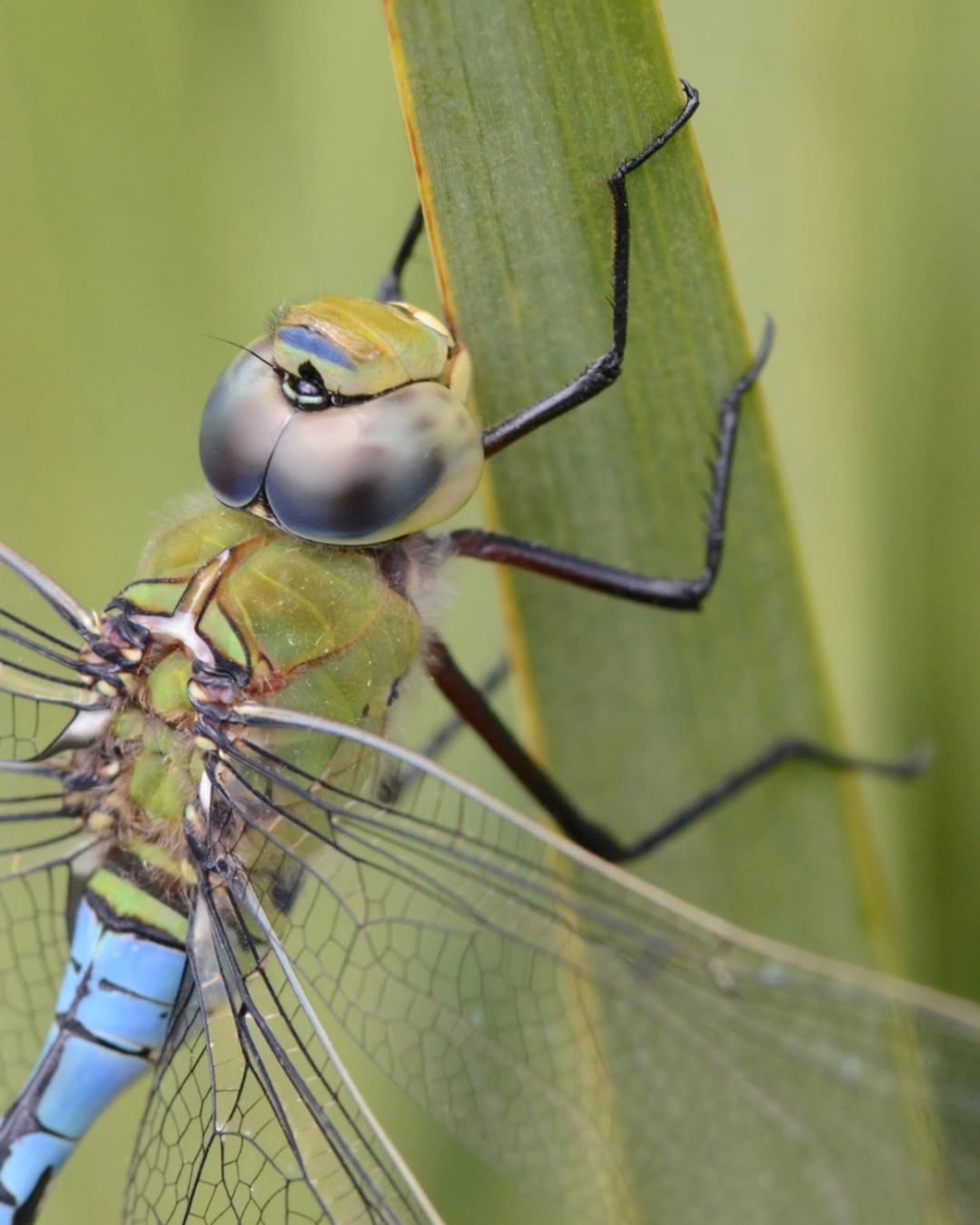Quá trình chuồn chuồn lột xác đầy kỳ diệu của tạo hóa