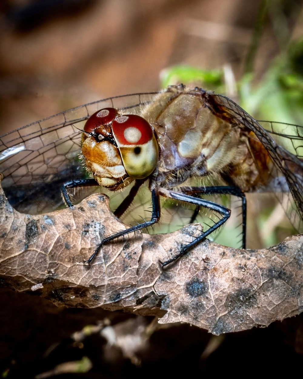 Khung cảnh chuồn chuồn đạp nước tạo nên những vòng sóng nhỏ