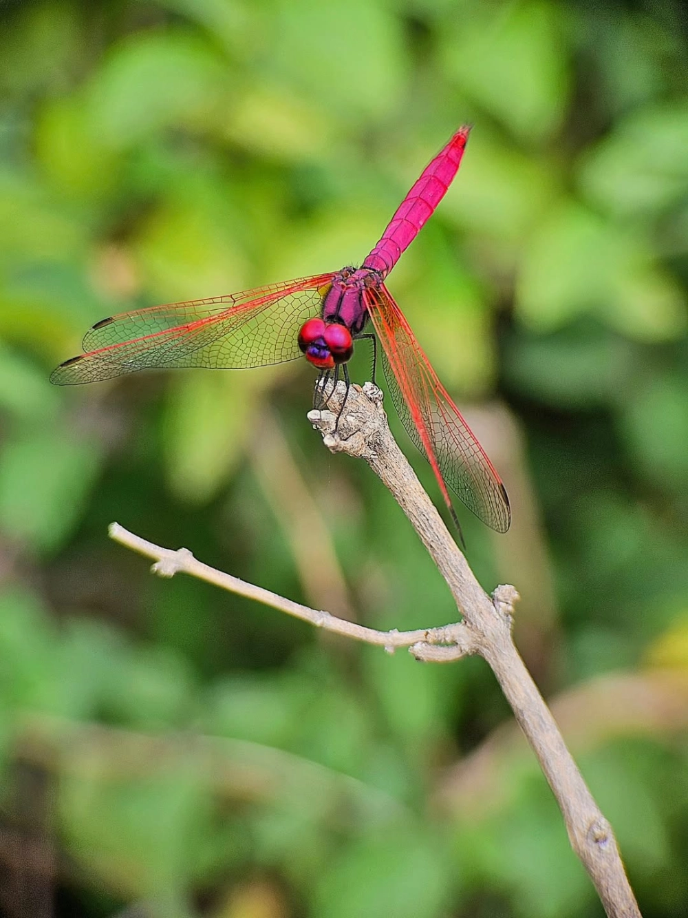 Chi tiết chân và gai của chuồn chuồn qua ảnh macro cực đại