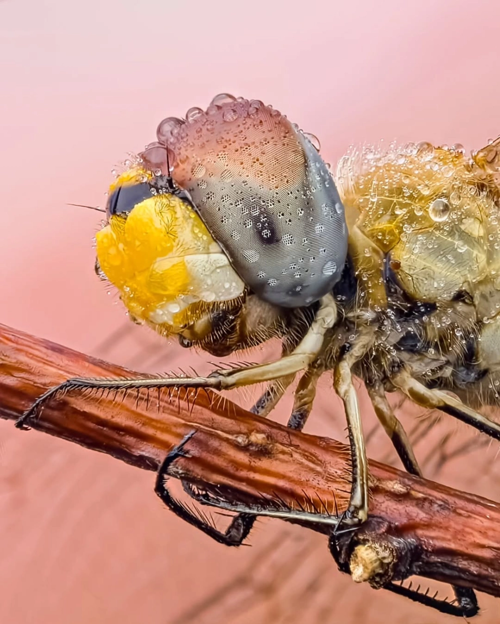 Chuồn chuồn kim nghỉ ngơi trên đài hoa súng tím biếc