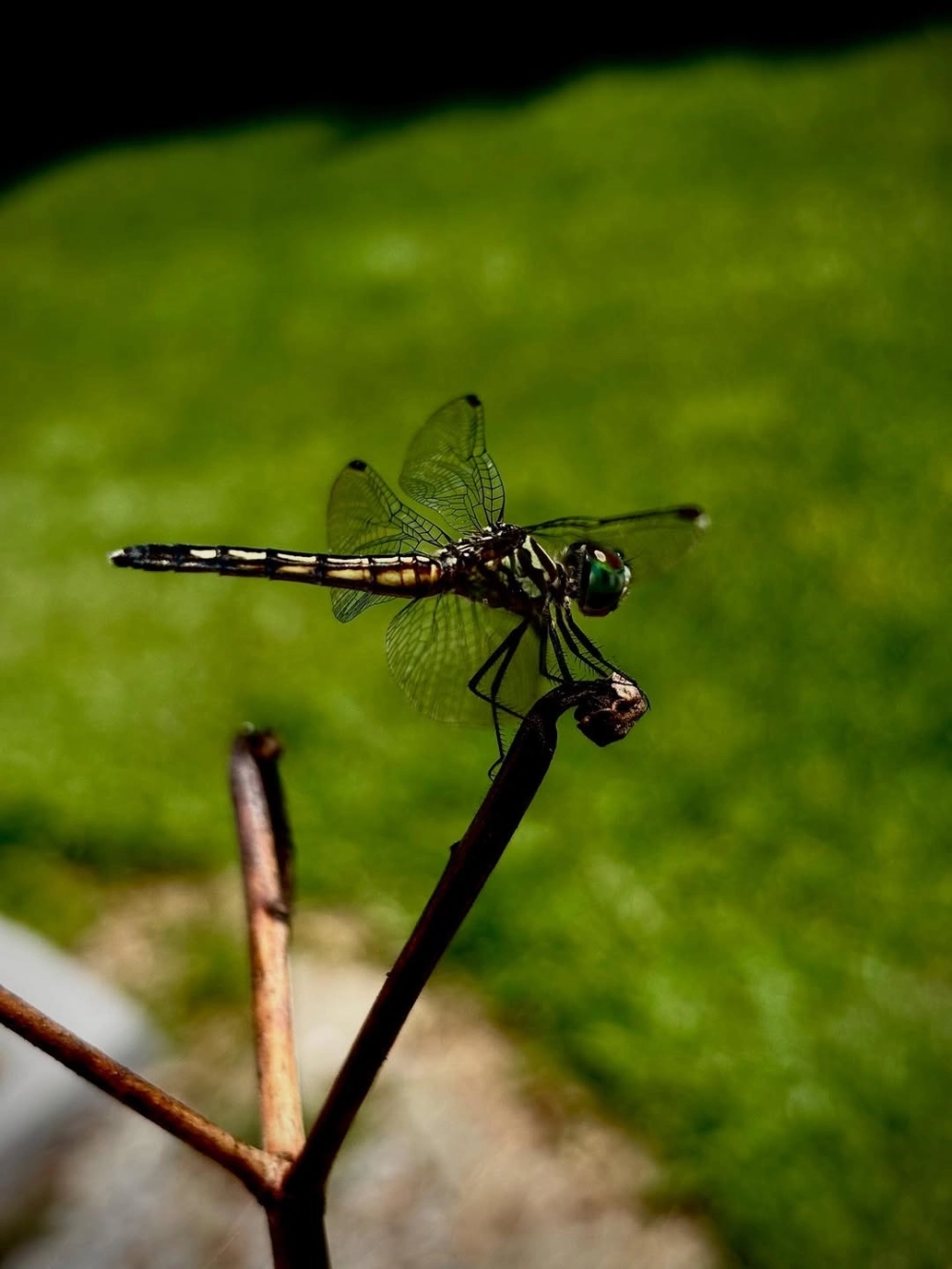 Cấu tạo mắt kép chuồn chuồn nhìn qua ống kính macro siêu nét