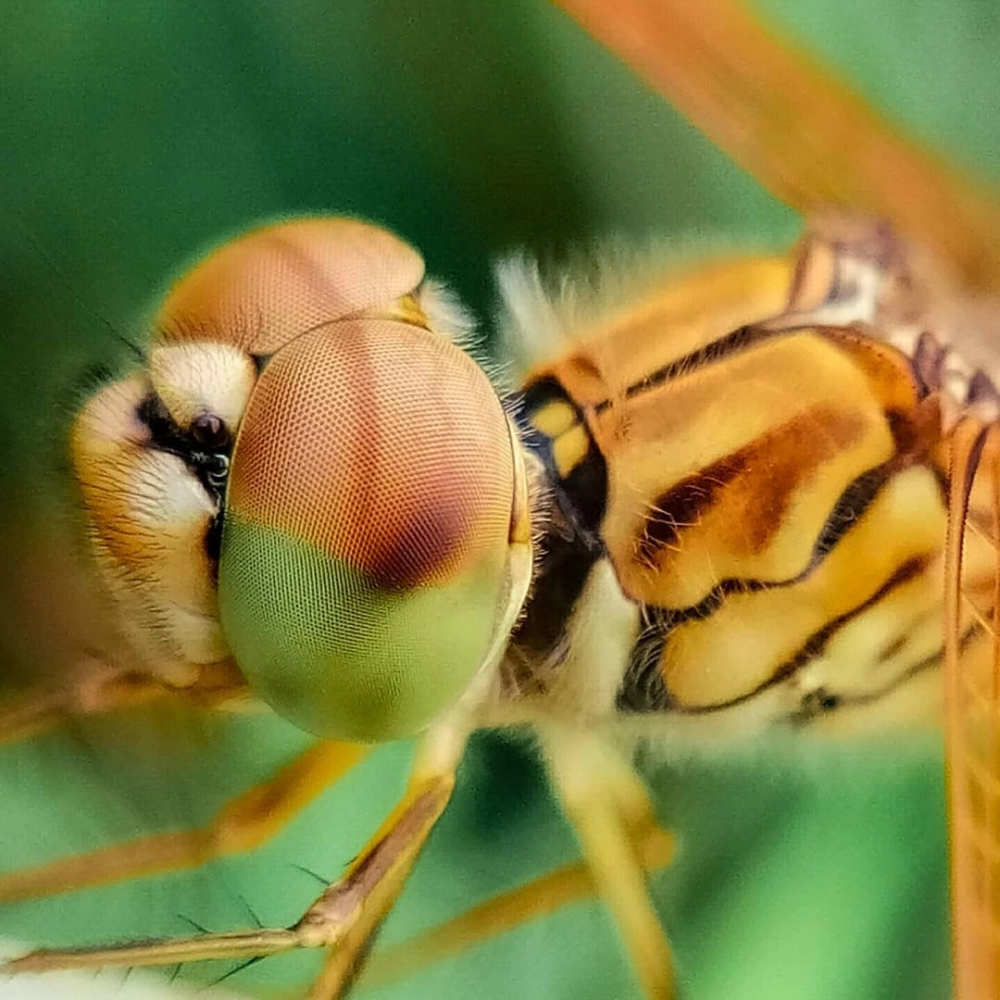 Hình ảnh chuồn chuồn kim mảnh mai đậu trên lá cỏ xanh