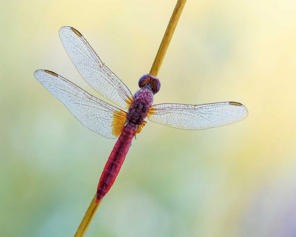 Chú chuồn chuồn ớt đỏ rực đậu trên cành cây khô nghệ thuật