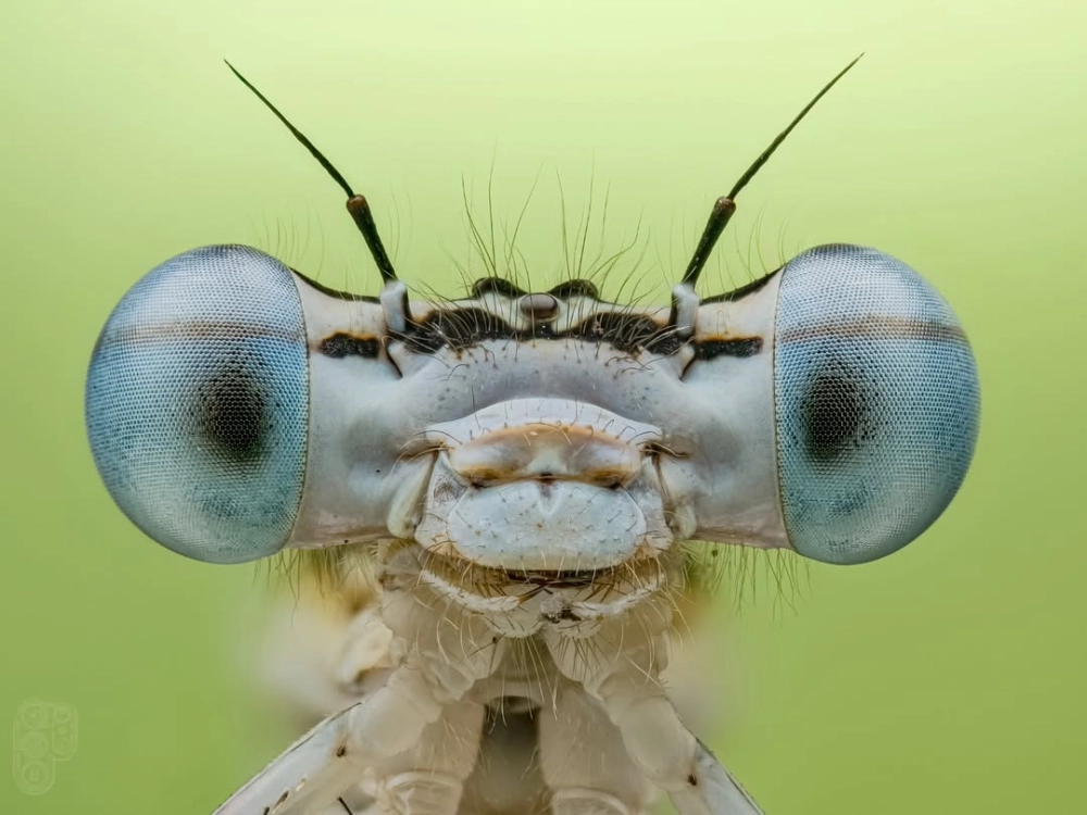 Cận cảnh mắt chuồn chuồn phóng to sắc nét từng chi tiết nhỏ