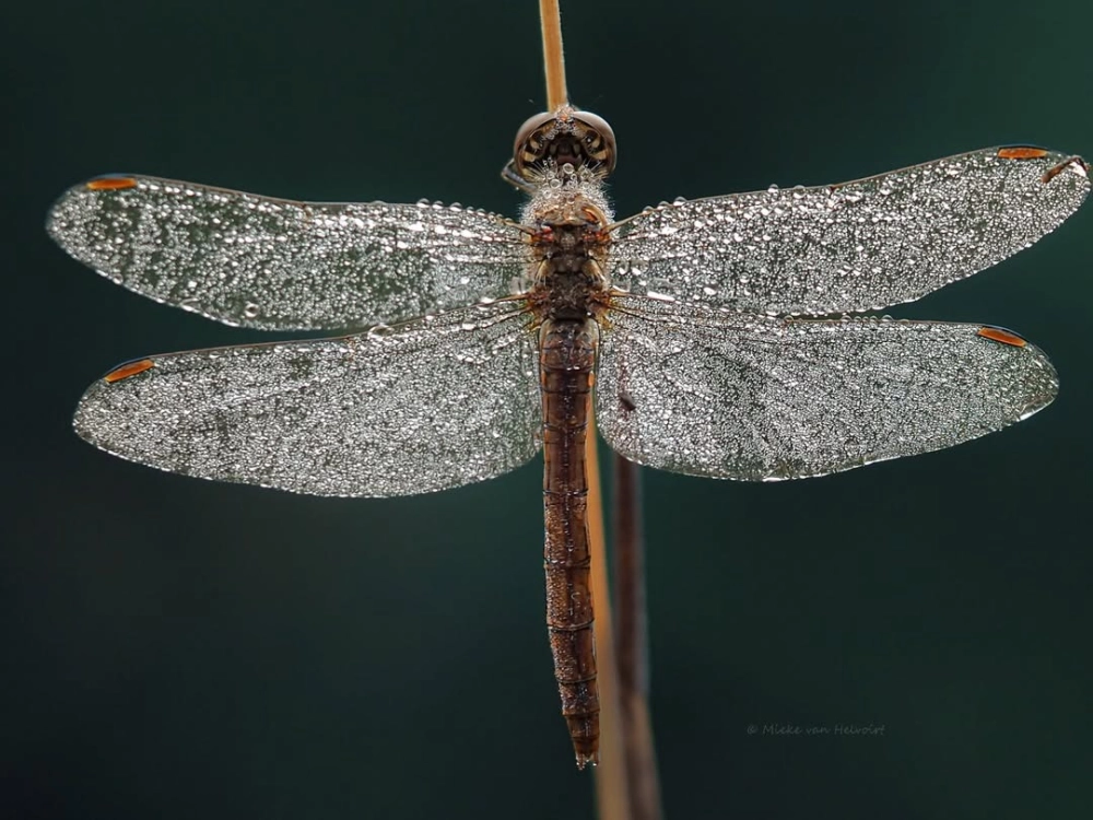 Những giọt sương mai đọng trên thân chuồn chuồn đọng sương