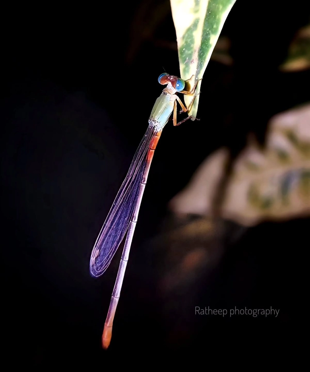 Góc chụp nghiêng làm nổi bật đôi cánh mỏng manh của chuồn chuồn
