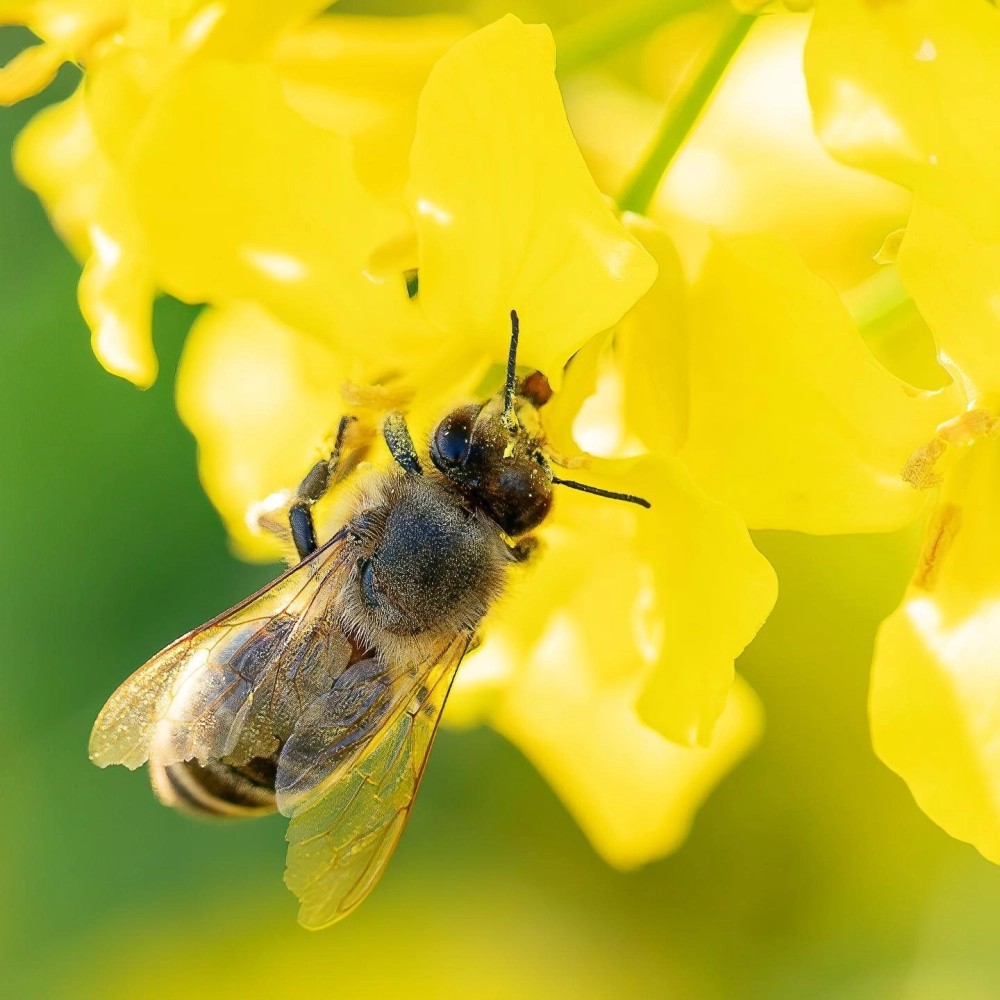 Giỏ phấn ở chân ong thợ đầy ắp sau chuyến bay đi tìm mật ngọt