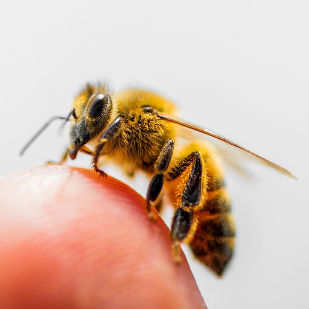 Hình nền con ong đẹp đang bay lượn với phông nền xanh mát mắt