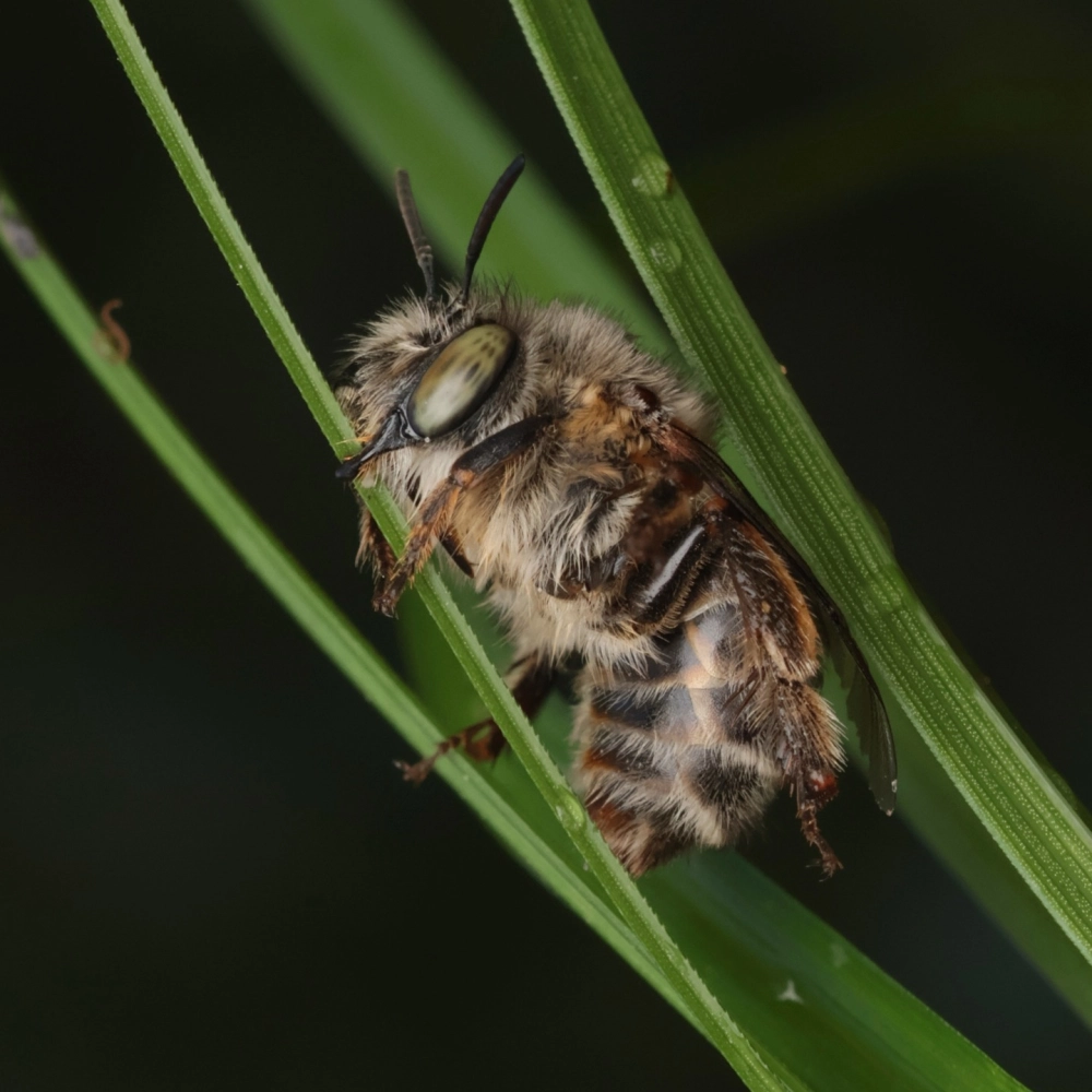 Đàn ong vàng chăm chỉ vây quanh ong chúa để bảo vệ tổ