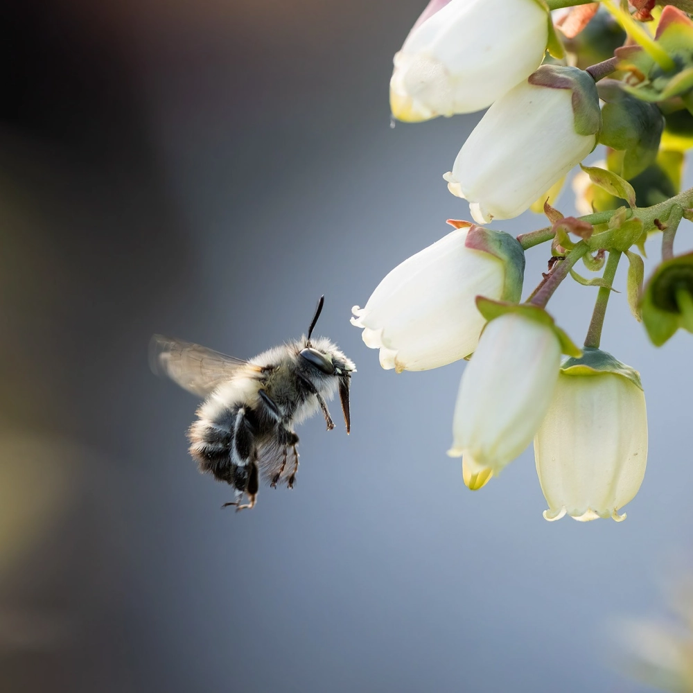 Vẻ đẹp của ong bầu đang bay lơ lửng giữa không trung