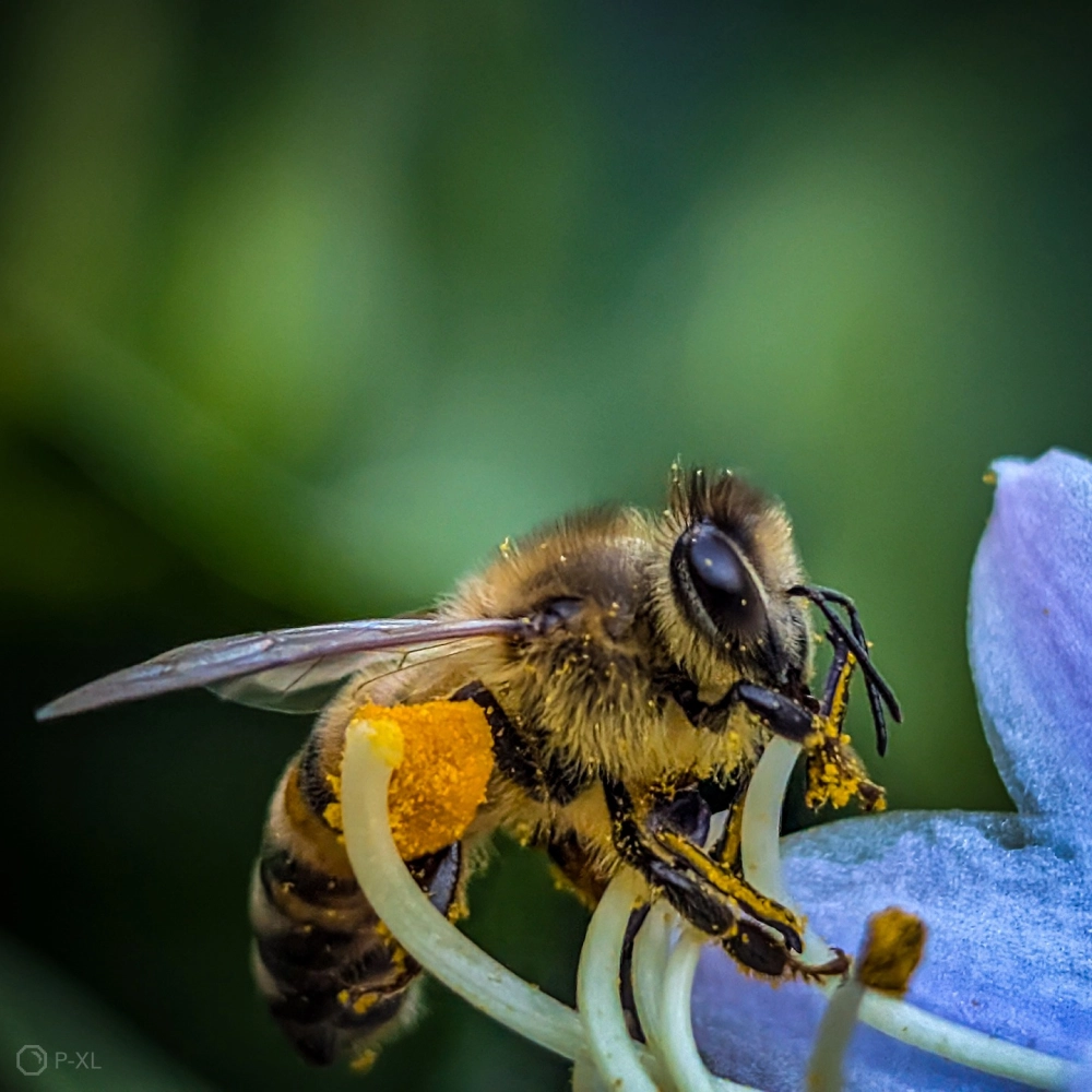 Khoảnh khắc ong uống nước bên bờ suối nhỏ cực kỳ sinh động