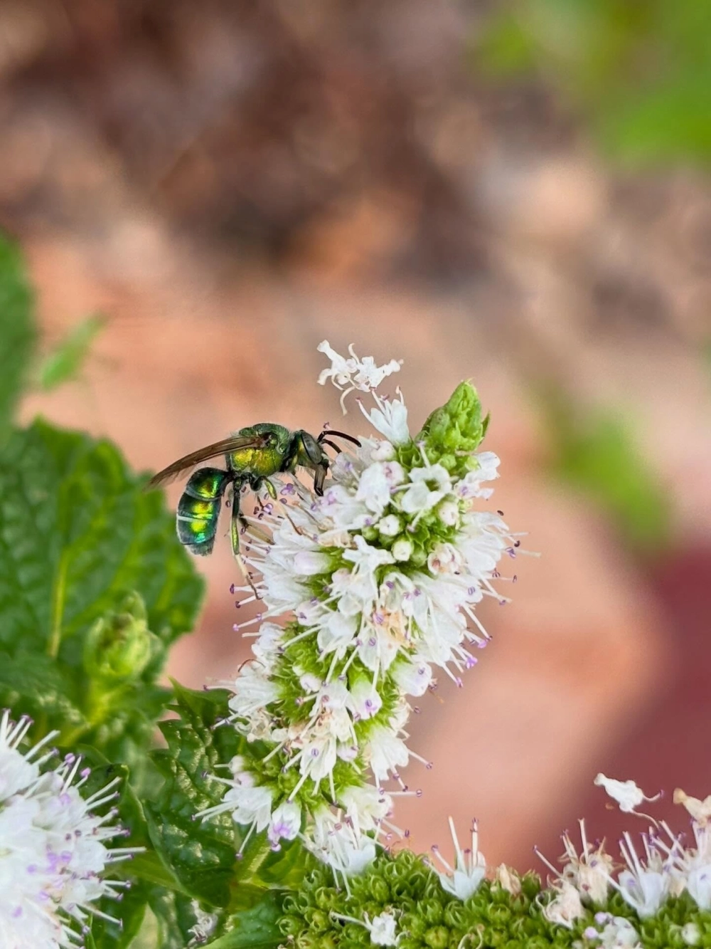 Đàn ong khoái đang bu quanh tổ ong tự nhiên trên cành cây cao
