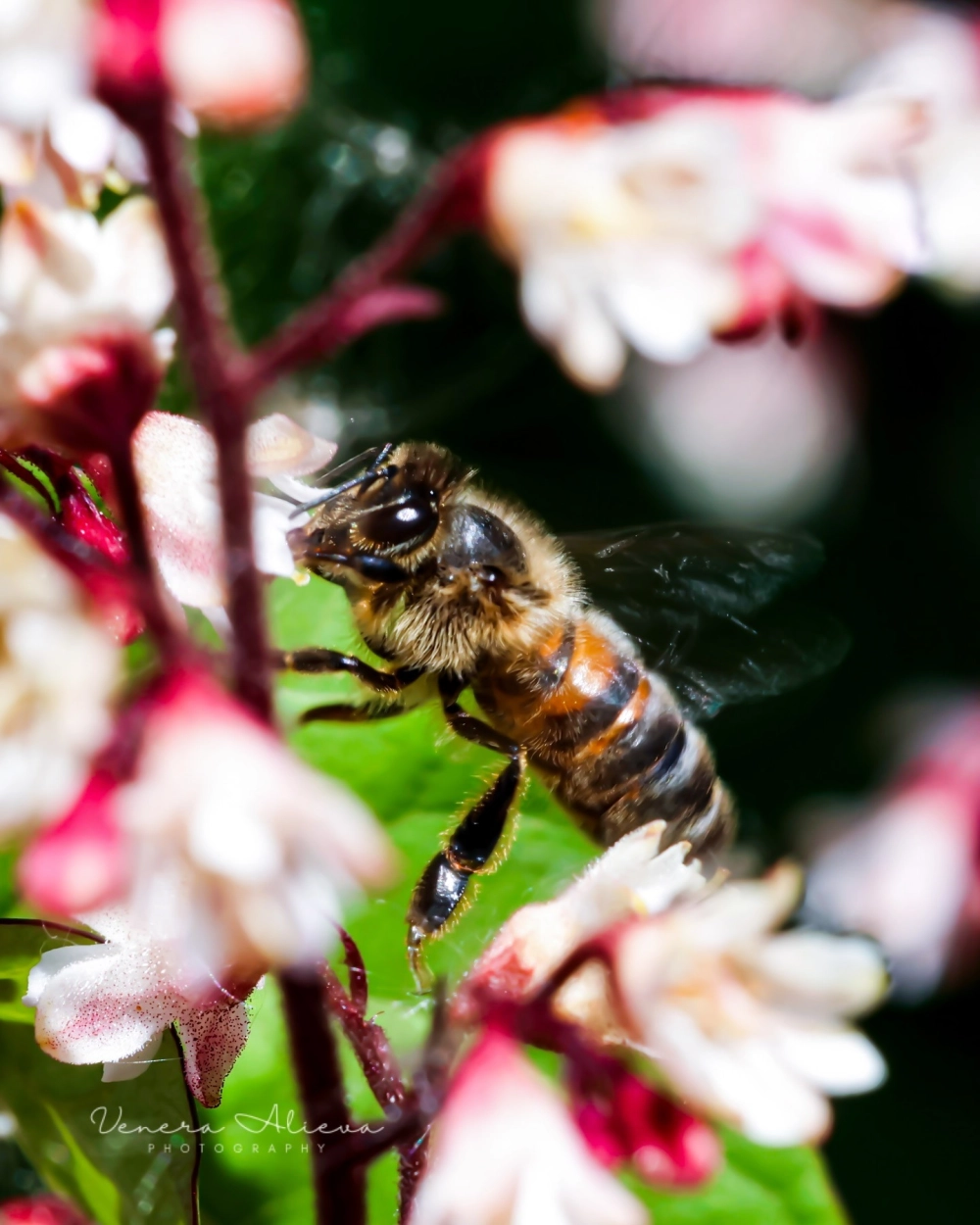 Khoảnh khắc ong bầu thân hình tròn trịa đang đậu trên cánh hoa hồng