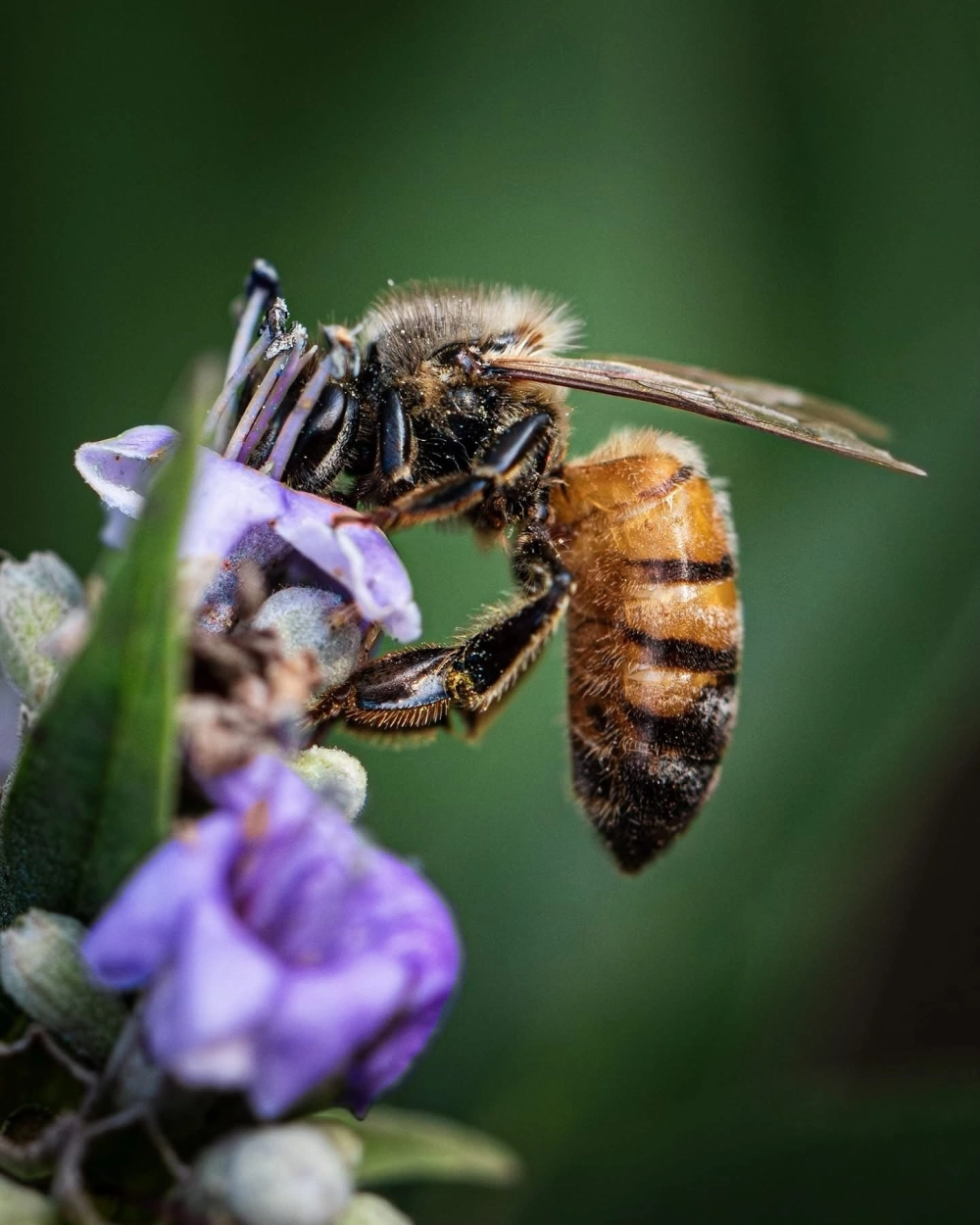 Cận cảnh ảnh con ong lấy mật macro trên bông hoa hướng dương vàng rực