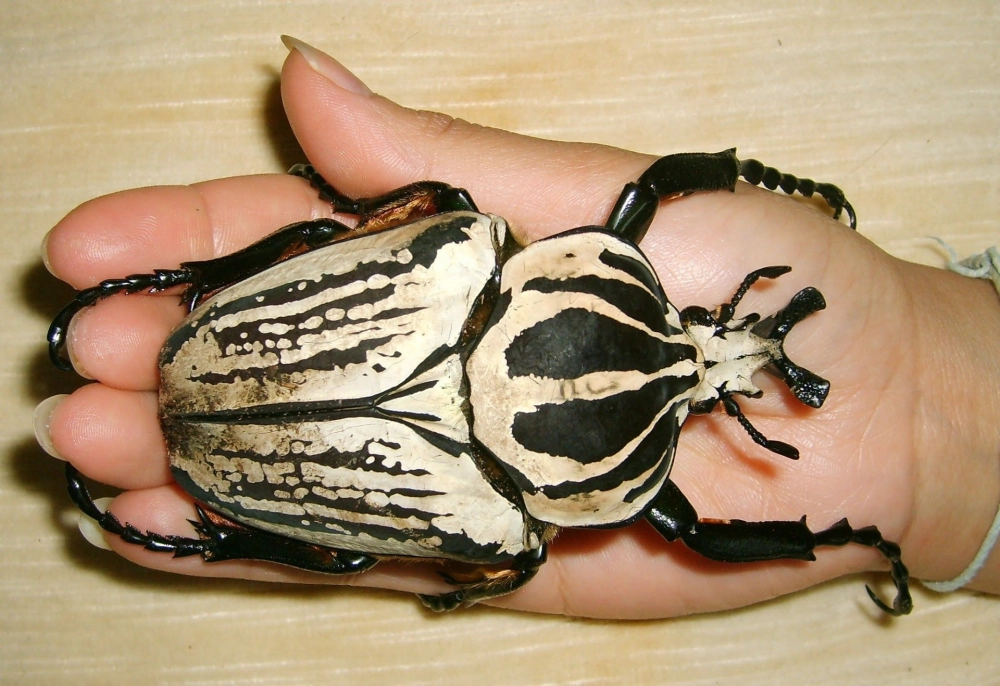 Bọ cánh cứng Goliath lớn màu trắng và đen nằm gọn trong lòng bàn tay người