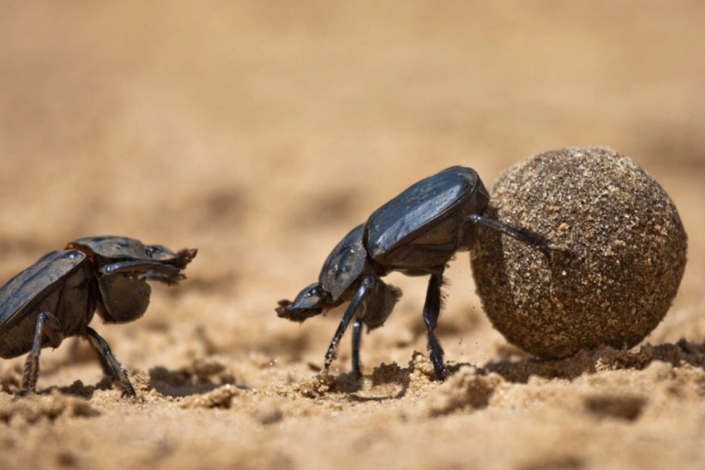 Hai con bọ hung (bọ phân) màu đen sẫm đang đẩy một quả bóng phân tròn lớn trên bãi cát