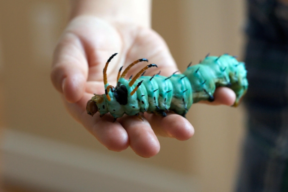 Cận cảnh một con sâu bướm màu xanh lam ngọc bích có gai nhọn, đang bò trên các ngón tay của người