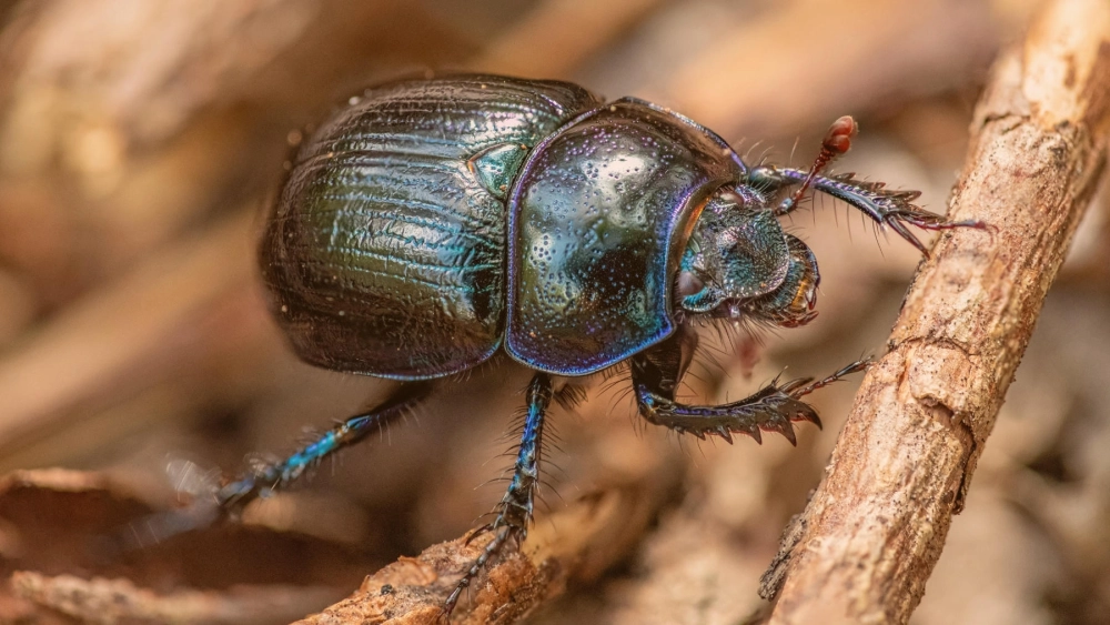 Ảnh macro cận cảnh bọ hung nhỏ màu xanh đen óng ánh, đang bám vào một cành cây nhỏ trên nền đất mờ