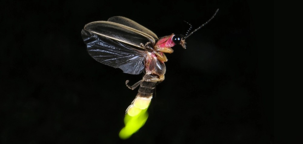 Cặp đôi đom đóm quấn quýt trong mùa sinh sản đầy lãng mạn