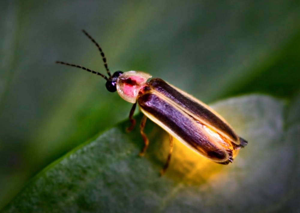 Vẻ đẹp siêu thực của đom đóm qua ống kính nhiếp ảnh gia chuyên nghiệp