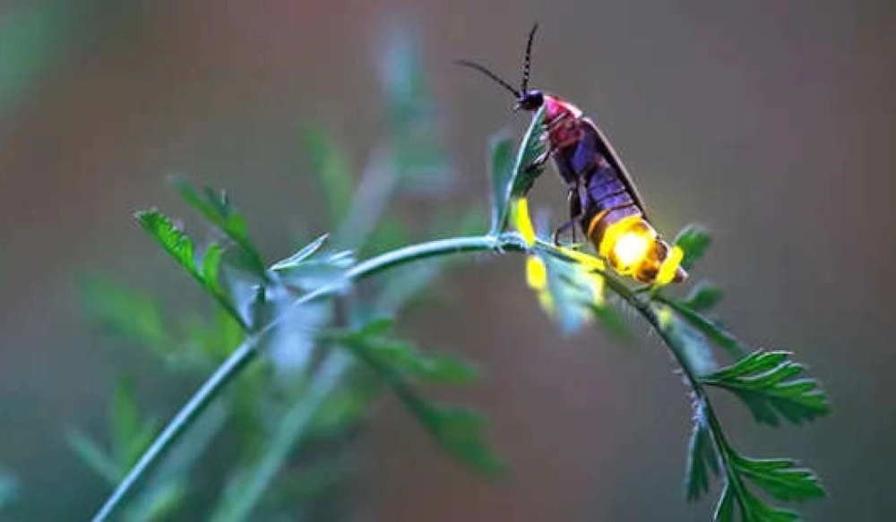 Đom đóm phát sáng rực rỡ để cảnh báo các loài kẻ săn mồi tự nhiên