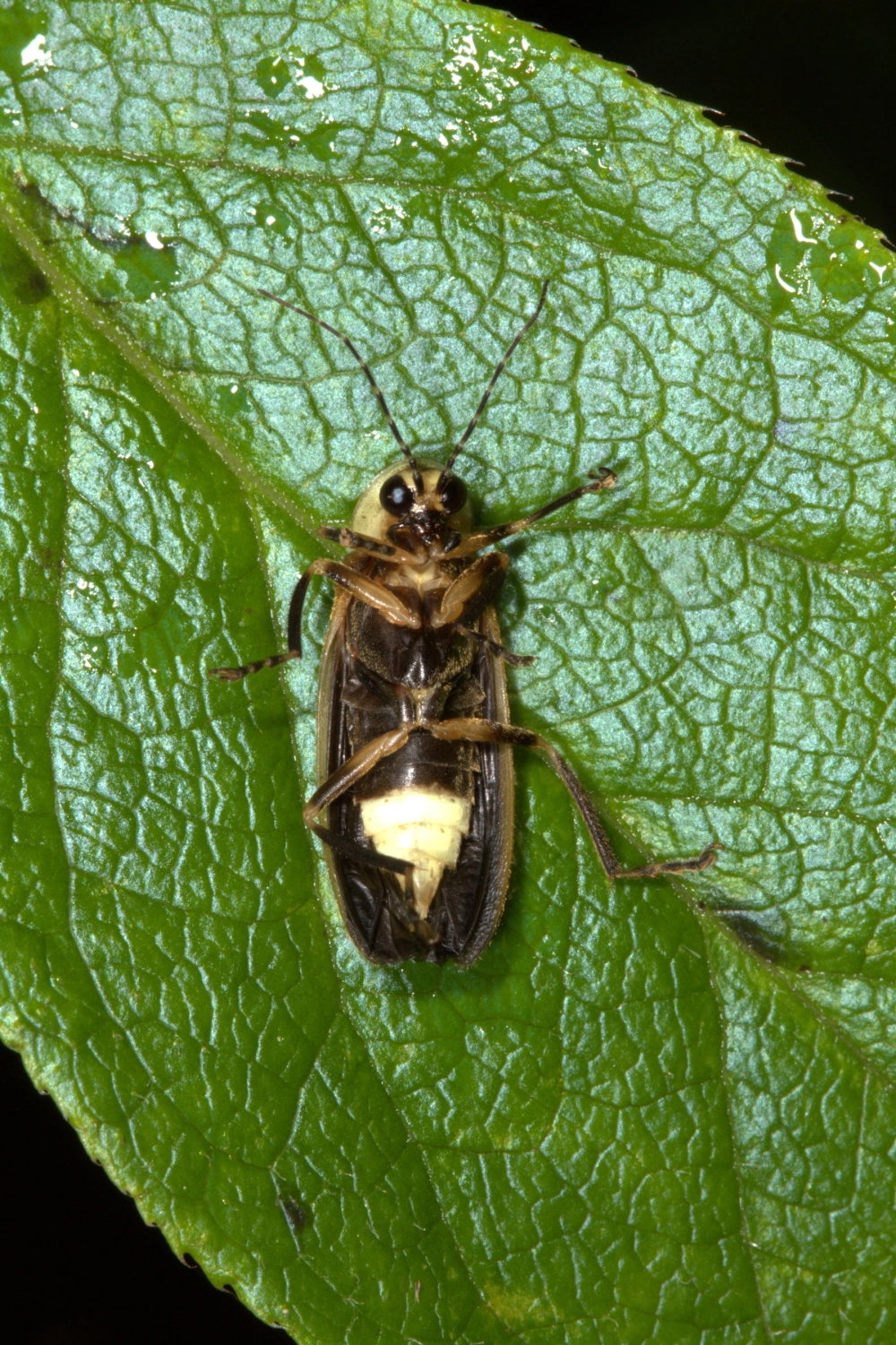 Đom đóm bay đêm giữa cánh đồng cỏ yên bình và tĩnh lặng