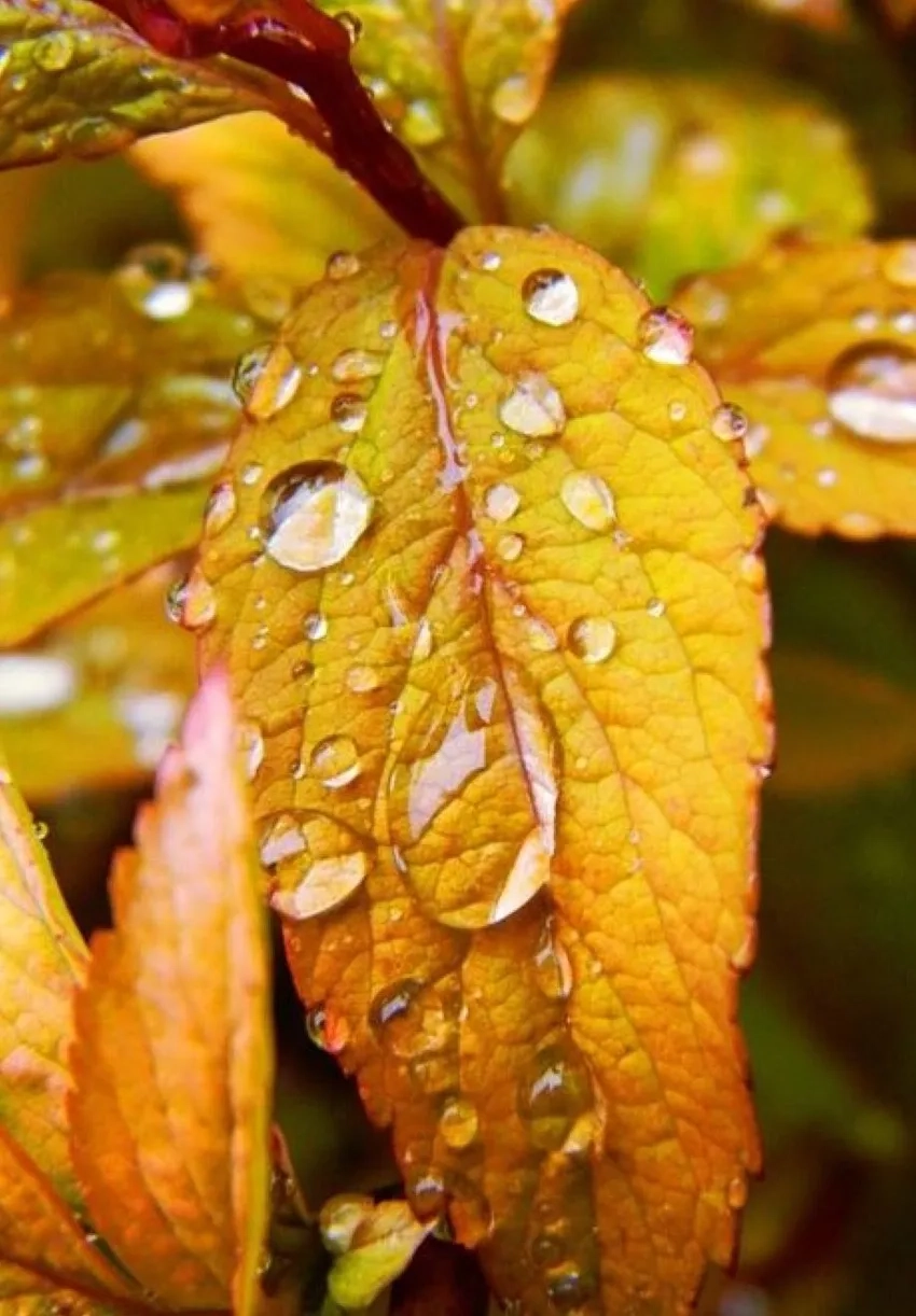 Hình ảnh lá cây có sương đầy sức sống