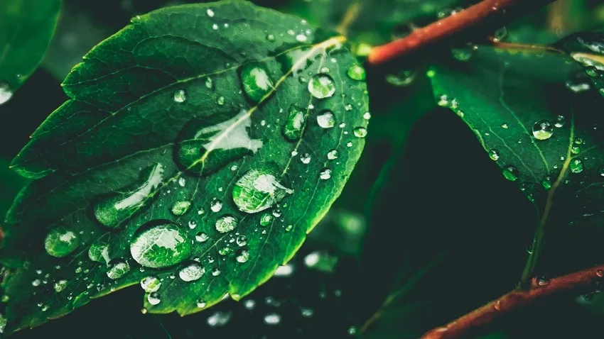 Wallpaper giọt sương mang cảm giác tươi mới