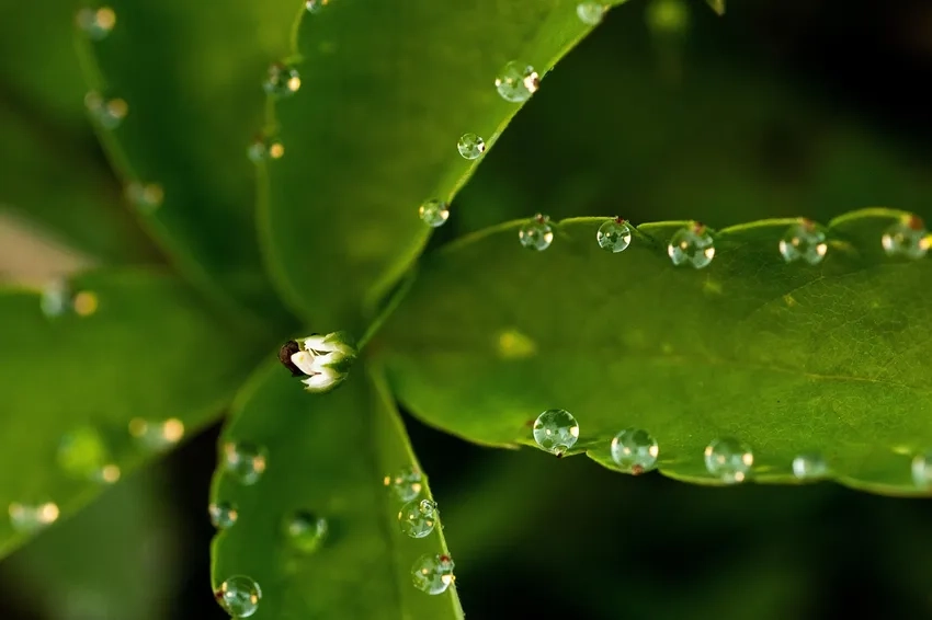 Hình ảnh sương sớm mờ ảo thu hút