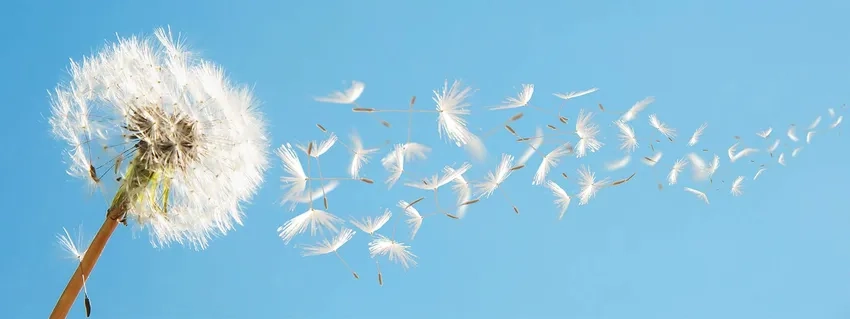 Chiêm ngưỡng ảnh bồ công anh HD sắc nét và sống động