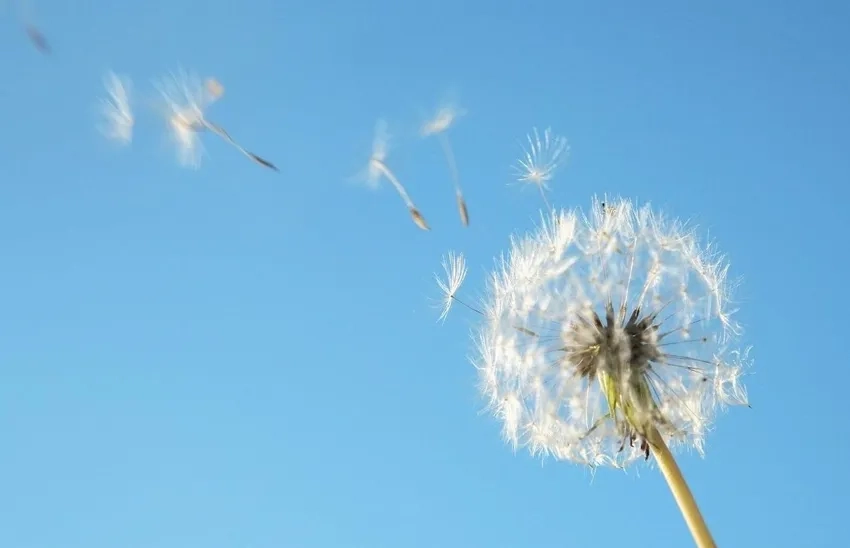 Theo dõi từng cánh bồ công anh rời nhẹ nhàng trên không