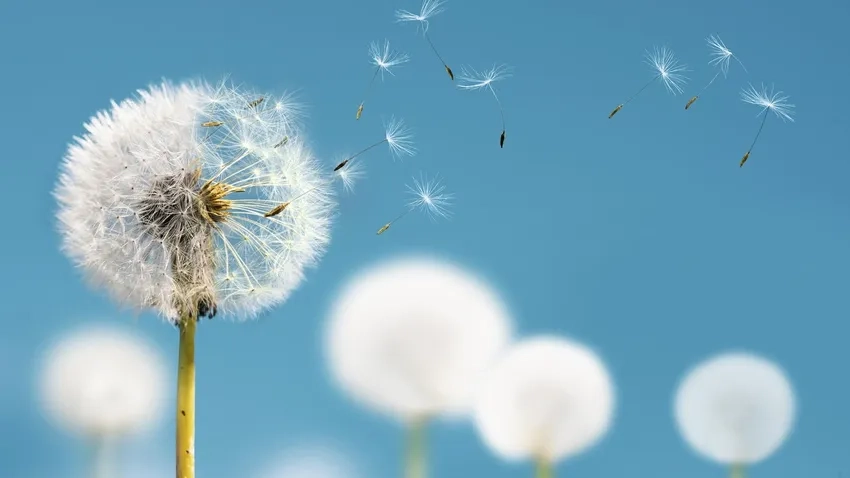 Thả hồn vào vẻ đẹp ảnh bồ công anh cổ điển dịu dàng