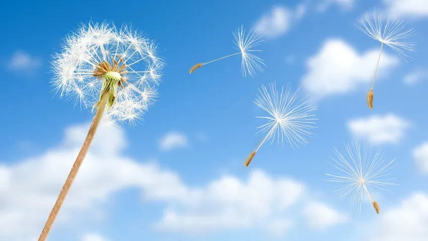Hình nền dandelion tinh tế cho mọi thiết bị