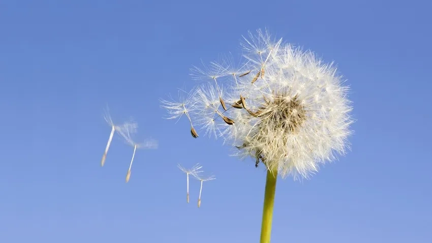 Ánh nắng lung linh tôn lên vẻ đẹp ảnh bồ công anh