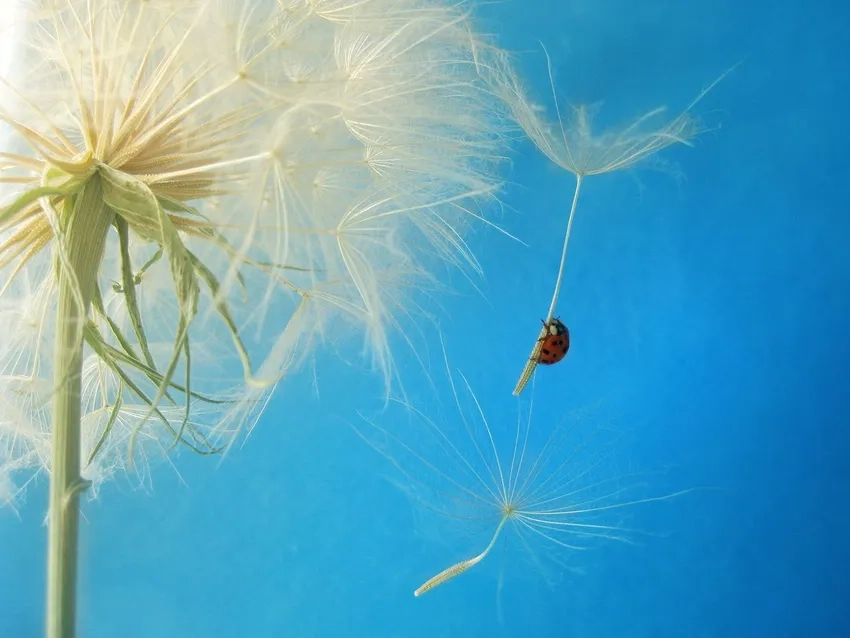 Trải nghiệm ảnh bồ công anh full HD sống động và chi tiết