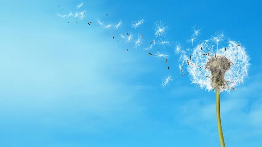 Làm desktop wallpaper với ảnh bồ công anh tinh tế